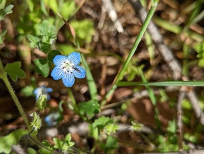 Nemophila menziesii, photographed by Tom and T Herman