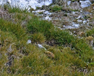 Deschampsia antarctica, photographed by Hugo Hulsberg