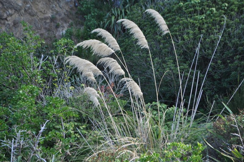 Austroderia toetoe, photographed by Tony Wills
