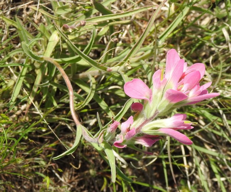 Castilleja purpurea, photographed by saltyhiker