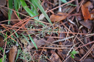 Eragrostis tenella