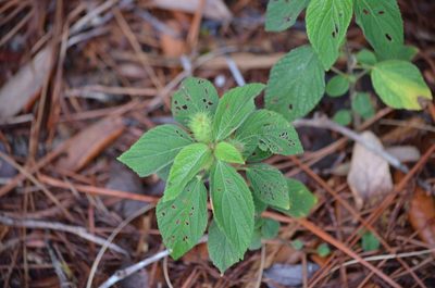 Acalypha arvensis