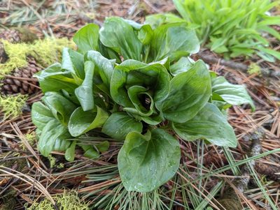 Trillium petiolatum, photographed by John A Haskins