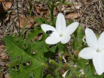 Cnidoscolus stimulosus, photographed by kcthetc1