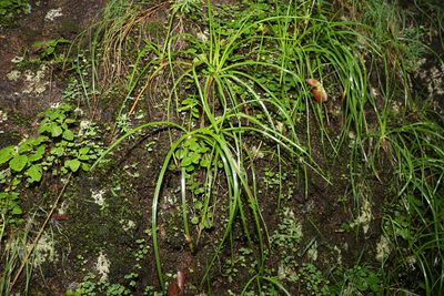 Bulbine vagans, photographed by Greg Tasney