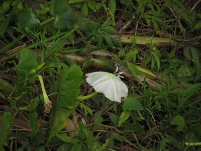 Ipomoea alba, photographed by Matias Cabezas
