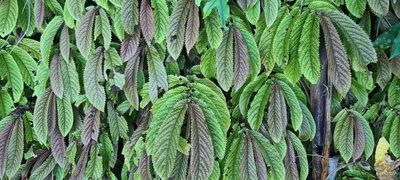 Elatostema rugosum, photographed by Halema J