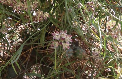 Funastrum heterophyllum, photographed by Millie Basden