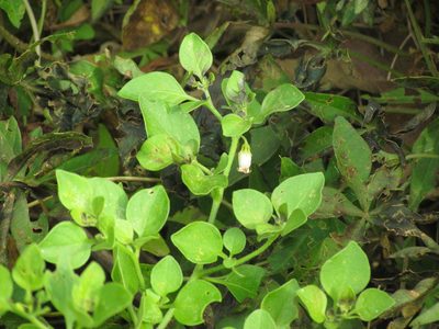 Salpichroa origanifolia, photographed by Matias Cabezas