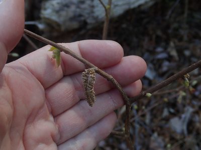 Corylus cornuta, photographed by Lynn Harper