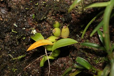 Liparis swenssonii, photographed by Greg Tasney