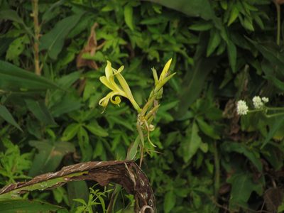 Canna glauca, photographed by Matias Cabezas
