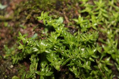 Crassula sieberiana, photographed by Greg Tasney