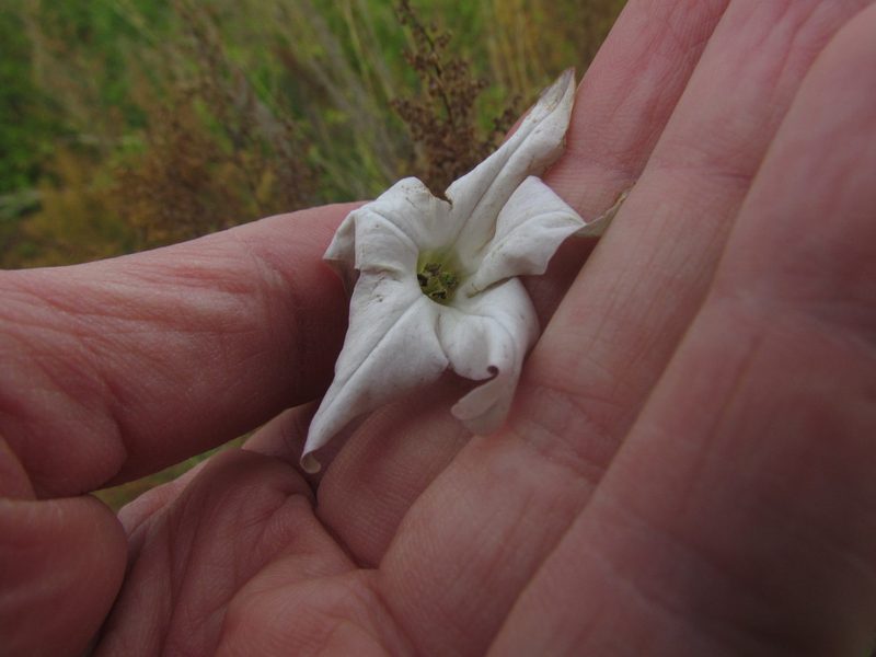 Nicotiana longiflora, photographed by Matias Cabezas