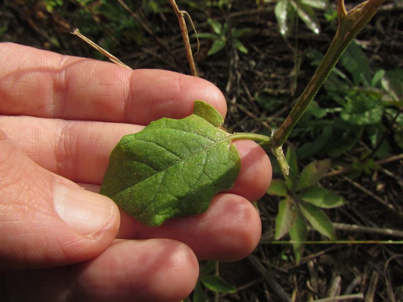 Physalis viscosa, photographed by Matias Cabezas