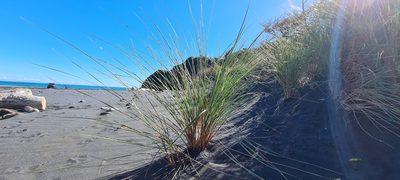 Calamagrostis arenaria