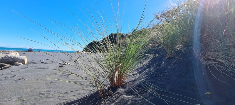Calamagrostis arenaria, photographed by Halema J