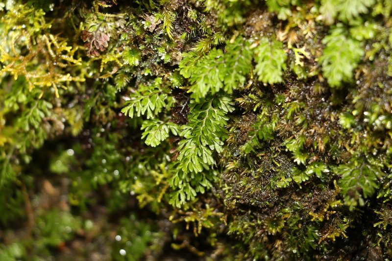 Hymenophyllum cupressiforme, photographed by Greg Tasney