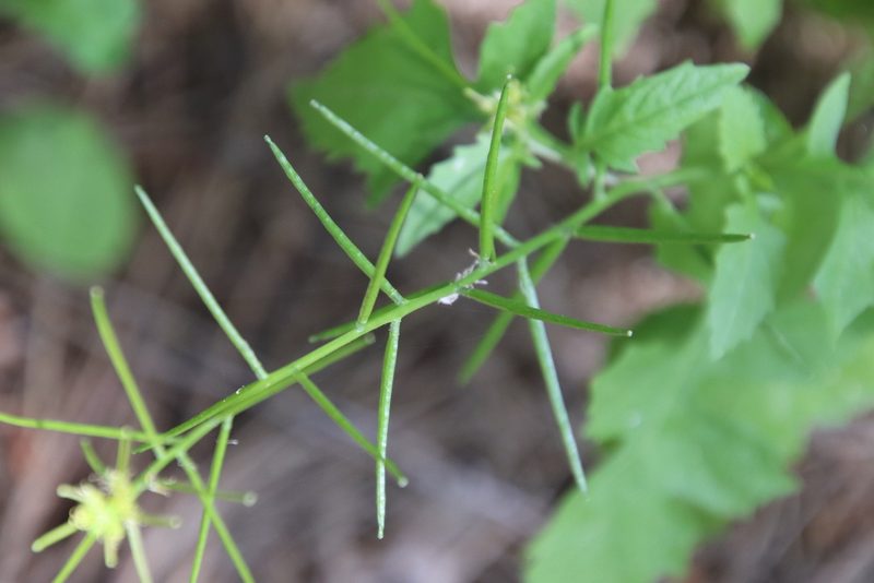 Sisymbrium erysimoides, photographed by Millie Basden