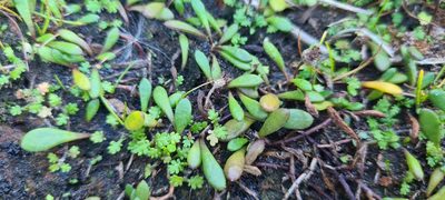 Goodenia radicans, photographed by Halema J