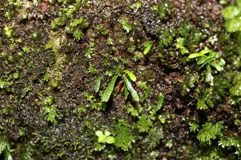 Notogrammitis billardierei, photographed by Greg Tasney