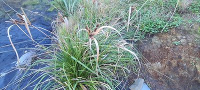 Cyperus ustulatus, photographed by Halema J