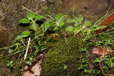 Dendrobium kingianum, photographed by Greg Tasney