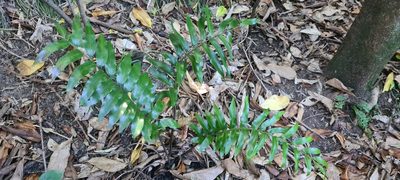 Asplenium oblongifolium, photographed by Halema J
