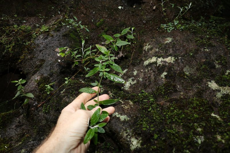 Ozothamnus whitei, photographed by Greg Tasney
