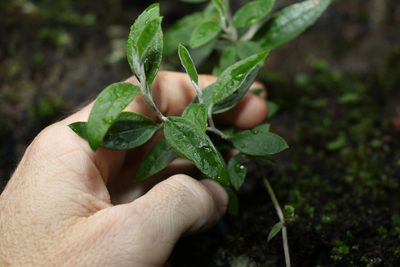 Ozothamnus whitei, photographed by Greg Tasney