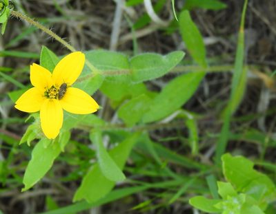 Lindheimera texana, photographed by saltyhiker