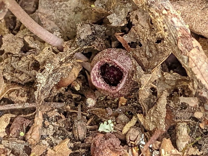 Asarum virginicum, photographed by Alison Northup