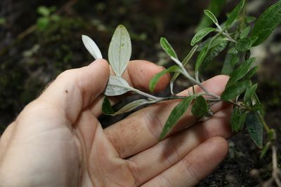Ozothamnus whitei, photographed by Greg Tasney