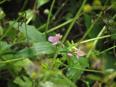 Tripogandra diuretica, photographed by Matias Cabezas