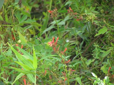 Dicliptera squarrosa, photographed by Matias Cabezas
