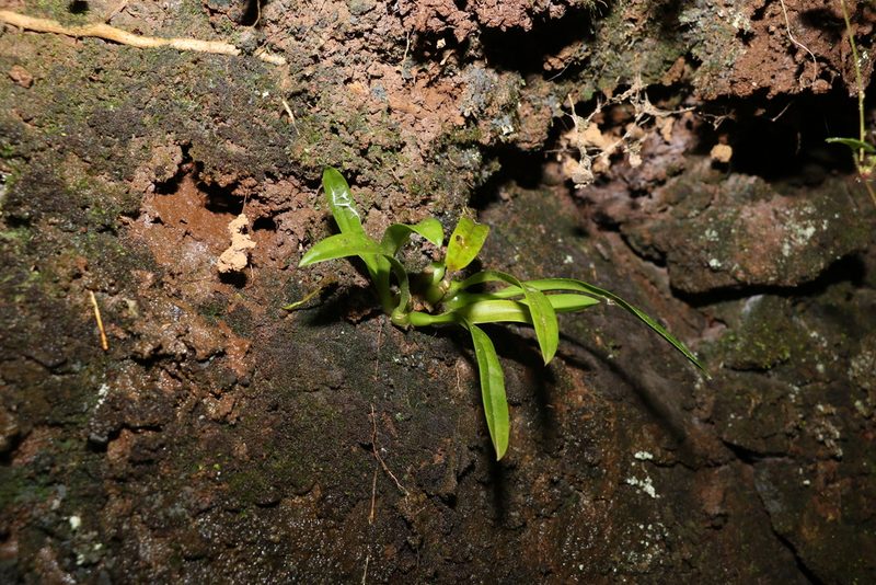Liparis swenssonii, photographed by Greg Tasney