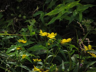 Bidens laevis, photographed by Matias Cabezas