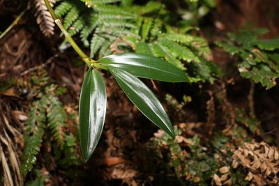 Dendrobium kingianum, photographed by Greg Tasney