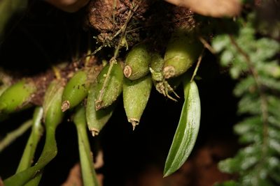 Liparis swenssonii, photographed by Greg Tasney