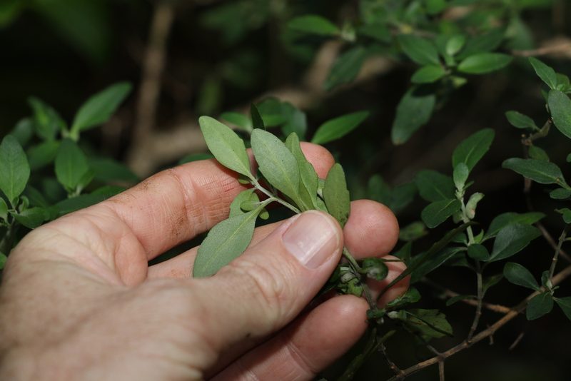 Prostanthera ovalifolia, photographed by Greg Tasney