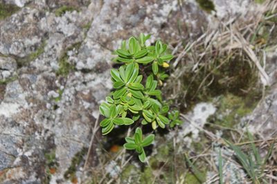 Veronica stricta, photographed by Joe Dillon