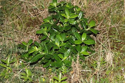 Escallonia rubra, photographed by Joe Dillon