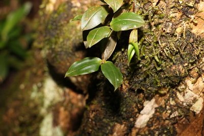Dendrobium tetragonum, photographed by Greg Tasney