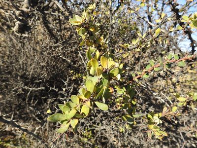Berberis microphylla, photographed by María Regina Silva