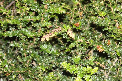 Berberis darwinii, photographed by Joe Dillon