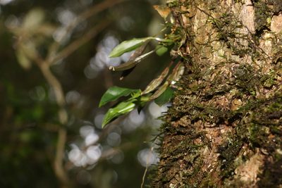 Dendrobium tetragonum, photographed by Greg Tasney