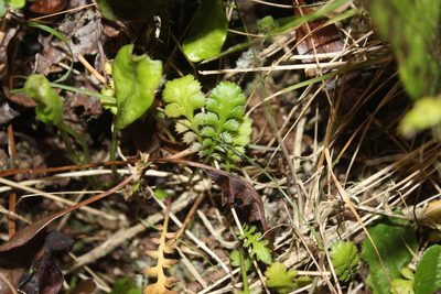 Cotula squalida, photographed by Joe Dillon