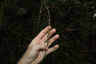 Lepidosperma elatius, photographed by Greg Tasney