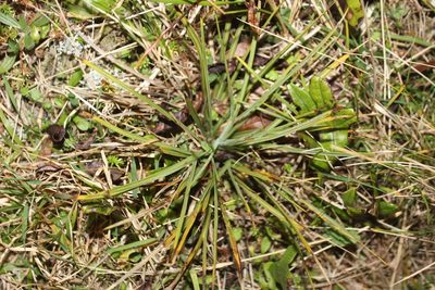 Aciphylla squarrosa, photographed by Joe Dillon