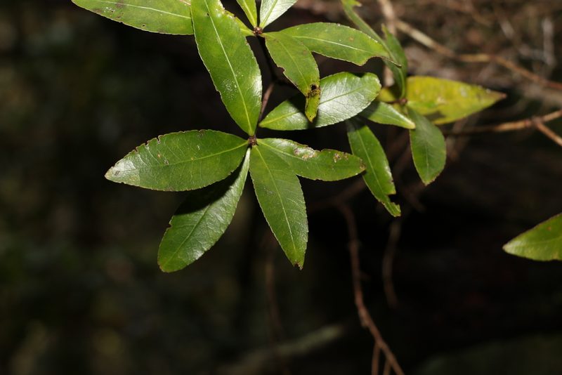 Denhamia celastroides, photographed by Greg Tasney